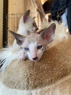 Peterbald Kitten suchen ein schönes Zuhause