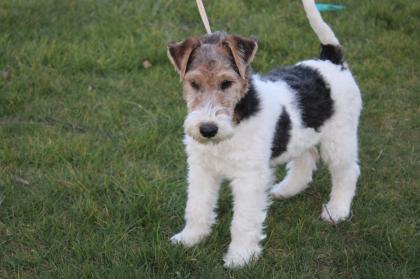 Drahthaar Foxterrier Welpen.