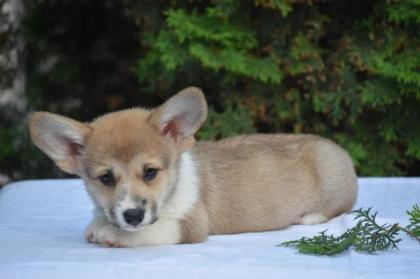 Welsh Corgi Pembroke