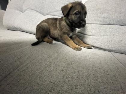 11 Süße Malinois Welpen suchen ein neues Zuhause