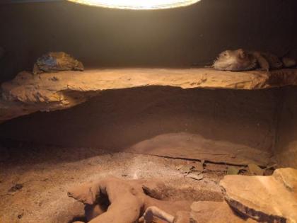 2 Bartagame