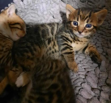 Reinrassige Bengal Kitten