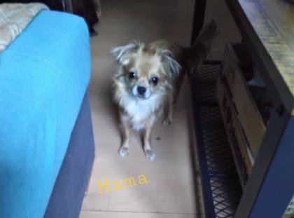 Chihuahua welpe sucht neues zuhause