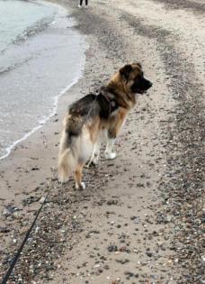 Timon. ist ein toller Hund, loyal und sehr auf seinen Menschen bezogen