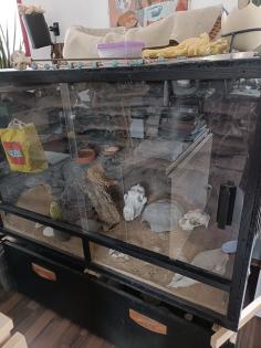 Leopardgecko Weibchen