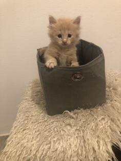 Maine Coon reinrassig