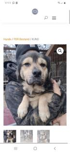 Tolle Welpen, Junghunde Hundesenioren