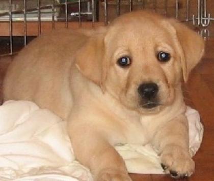 Labrador welpen für ostern