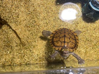 Wasserschildkröte mit Zubehör
