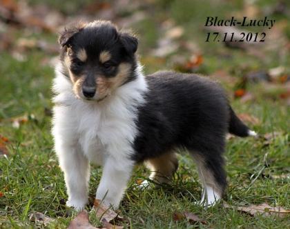 Wir haben Colliewelpen in darksabel tricolour Papiere VDH / CfbrH