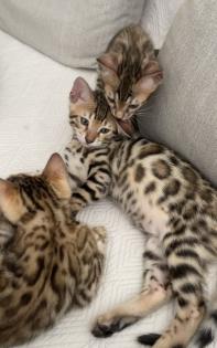 Bengalkitten mit Stammbaum