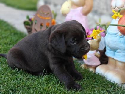 Labrador Welpen in verschiedenen Farben abzugeben