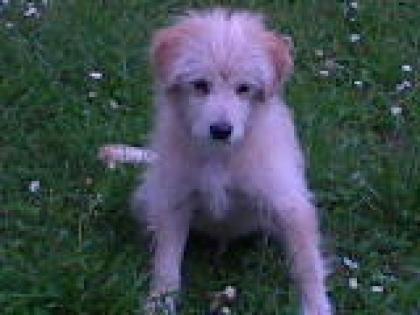 Mischlingshund