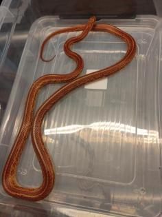 7 Kornnattern Weibchen Pied Sided Bloodred High White, Candycane, Anery Sunkisse