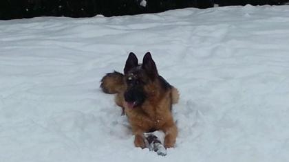 Schäferhund Rüde mit roten SV Papieren