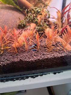 Neocaridina davidi Dark GreenJade Süßwasser Garnelen
