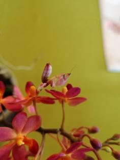 Gottesanbeterin Hymenopus coronatus aus eigener Nachzucht abzugeben