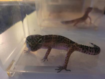 VK 3 leopardengekos weibchen