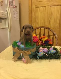 Alle unsere Weimaraners