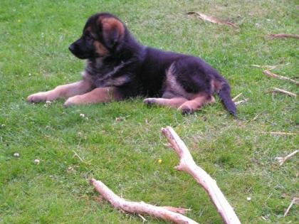 Deutscher Schäferhundwelpe