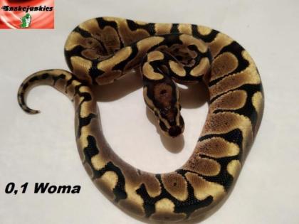 Königspython Nachzucht Woma, Pinstripe, Spotnose, Ghost und mehr
