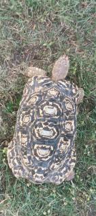 Schildkröte, Landschildkröte, Pantherschildkröte