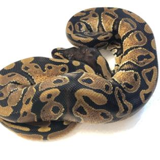 Königspython Classic 21 Python regius