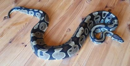 Königspython 1. 1 Python regius