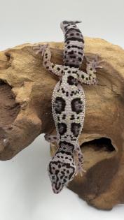 Leopardgecko 1. 13. 16