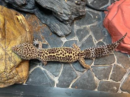 Leopardgeckos suchen neues zu Hause