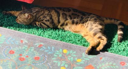Bengal Kater Reinrassig