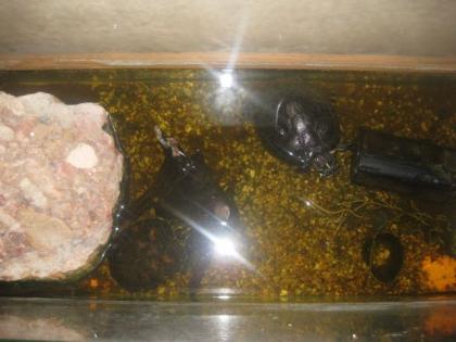 Zwei Wasserschildkröten mit Zubehör zu verkaufen