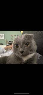 Süßer scottish fold Kater in liebevolle Hände