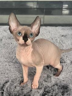 Liebevolle Sphynx Kätzchen abzugeben