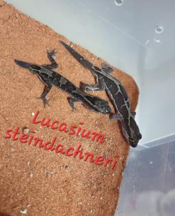 Amyae Wheeleri Deleani lucasium Diplodactylus