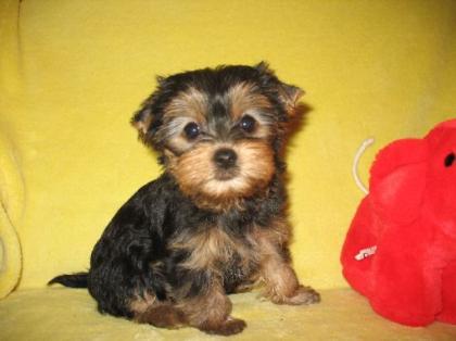 Exquisite Yorkie Welpen