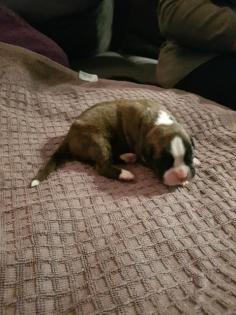 Unsere Boxer Welpen sind da