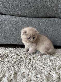 BKH Baby Kätzchen noch 3 Männlich