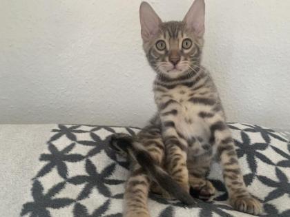 Wunderschöne Bengalkitten