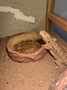 Verkaufe Terrarium mit Zubehör und 4 Bartagamen