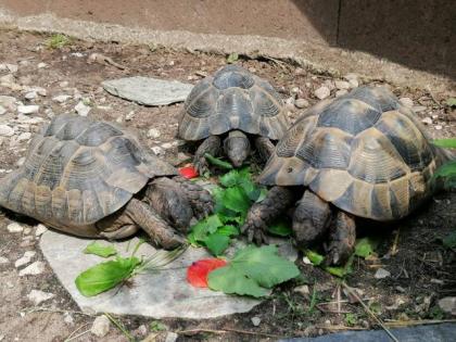 Gruppe mit 3 maurischen Schildkröten abzugeben 2 weibl. , 1 männl.