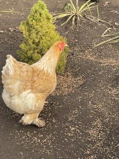 Bruteier Brahma gelockt und glatt