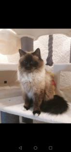 Heilige Birma Deckkater