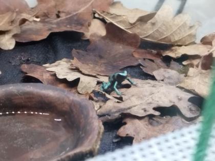 Dendrobates auratus El cope Baumsteiger Frosch