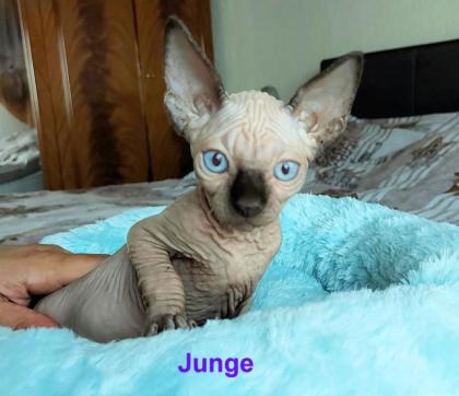 Canadische, Kanadische Sphynx Kitten mit Stammbaum