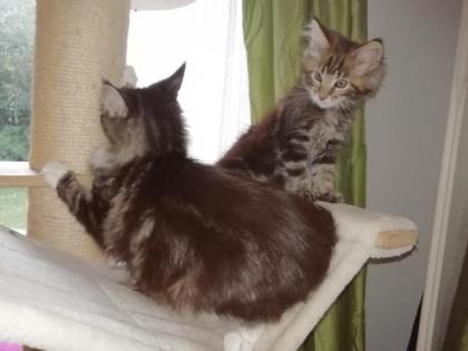 Maine Coon Kittenkater mit tollem Stammbaum jetzt Abgabe bereit