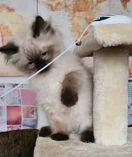 Wunderschöne Neva Masquarade Kater mit Stammbaum