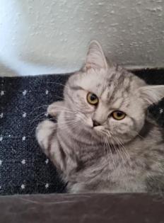 Bkh Deckkater Black Silber Tabby classic
