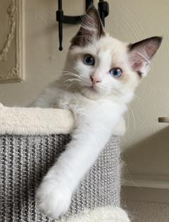 Ragdoll Kitten mit Stammbaum -Abgabebereit -