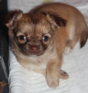 Hochtypvoller Chihuahua DECKRÜDE KEIN VERKAUF 1, 6 kg